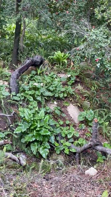 КАЛЛЫ - ЛИЛИИ - ( Calla Lilies ) :)