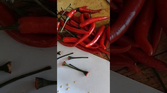 Эксперимент на перце ЧИЛИ