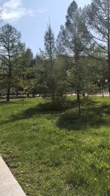 Лиственницы в городе