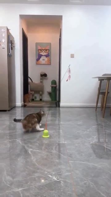 Котики играют 🐈❤️🥰