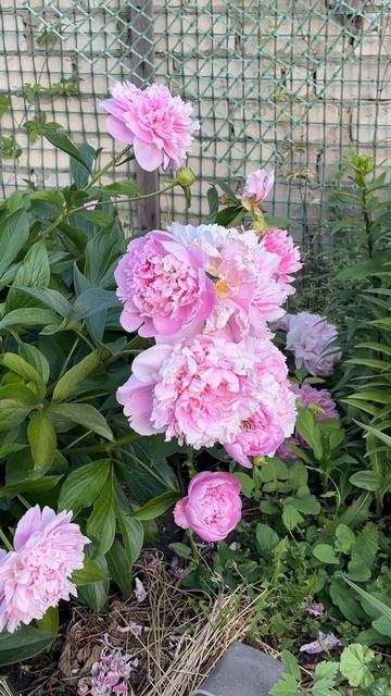 Пион царь клумбы! #пион #цветыдлядома #цитаты #сад