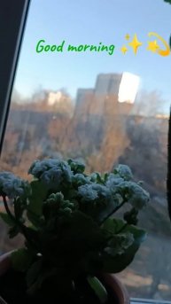 Солнечное утро и каланхоэ в цвету🌸 #goodmorning #дом #flowers #fl