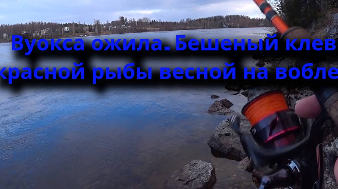 Вуокса ожила. Бешеный клев красной рыбыв весной на воблер