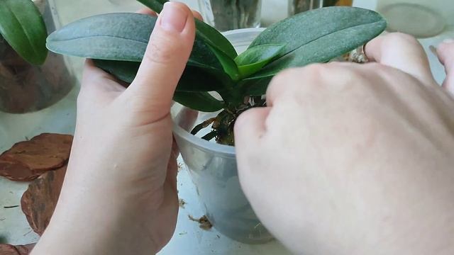 Весенняя пересадка разных орхидей в классическую пос?