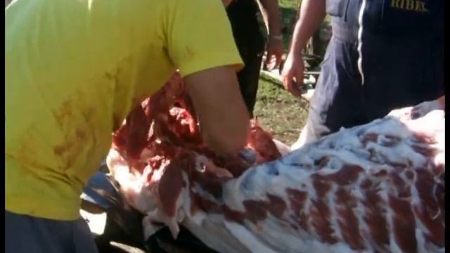 Хищниците и прасето в село Медово 23.10.2010
