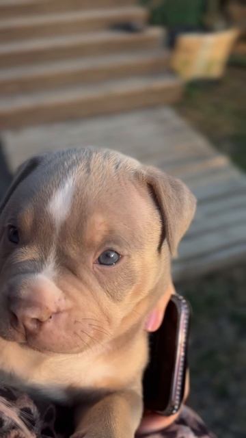 American Bully Kranch 3.0