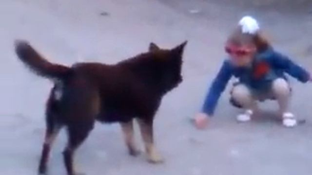 Собака ест камни