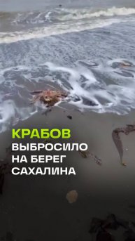 Шторм выбросил крабов на берег Сахалина