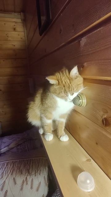 Гермесска 🐈🐾и мята 🌱 Аня приехала к хвостикам 🤗