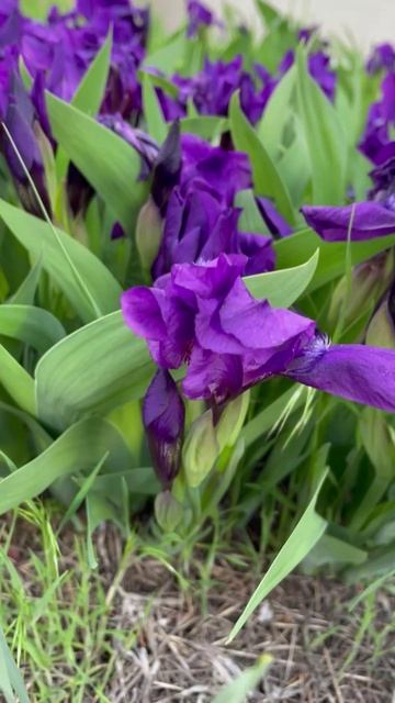 Ирис карликовый Banbury Ruffles #цветы #garden #садиогород #flowers