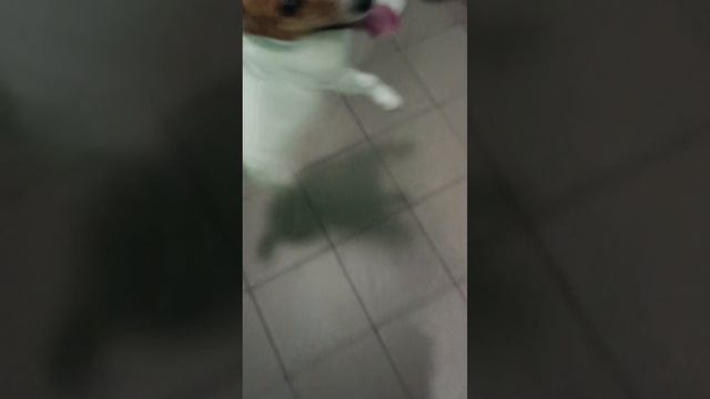 Аська дурында прыгает в лифте