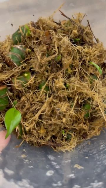 Укоренение дифенбахии #цветоводство #plants #комнатныера