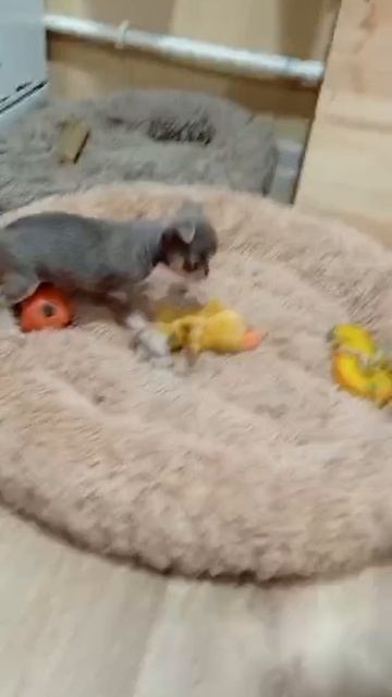video_2025-05-06_14-17-17