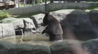 Медвежонок Дуся искупалась в бассейне и легла на качели, потому что она девочка, а Фима бегает внизу