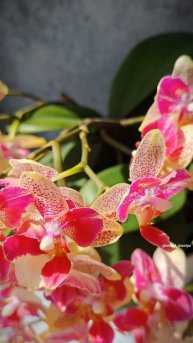 Phal. Chi-Yueh Kaleidoscope бабочка 🌸 Азиатские орхидеи в группов