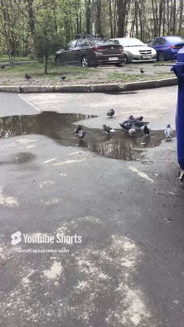 Санкт-Петербург. 08.05.2025. Улица Хошимина. Водопой у дворовых голубей #голуби