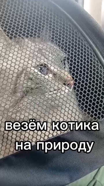 везём котика на природу :)
