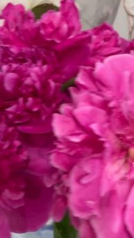 Пионы-отдельная любовь🌸 #music #piano #summer #тренды #flowers