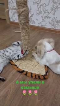 Тюльпан на ландыш не похож #shorts #cat #подпишись #кот #прик