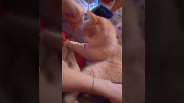 Новинка! Прикол 2018 года! Кот который безумно любит семечки!