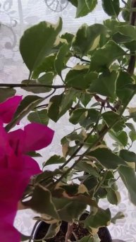 У меня красивая осень. #бугенвиллии #бугенвиллия #крас?