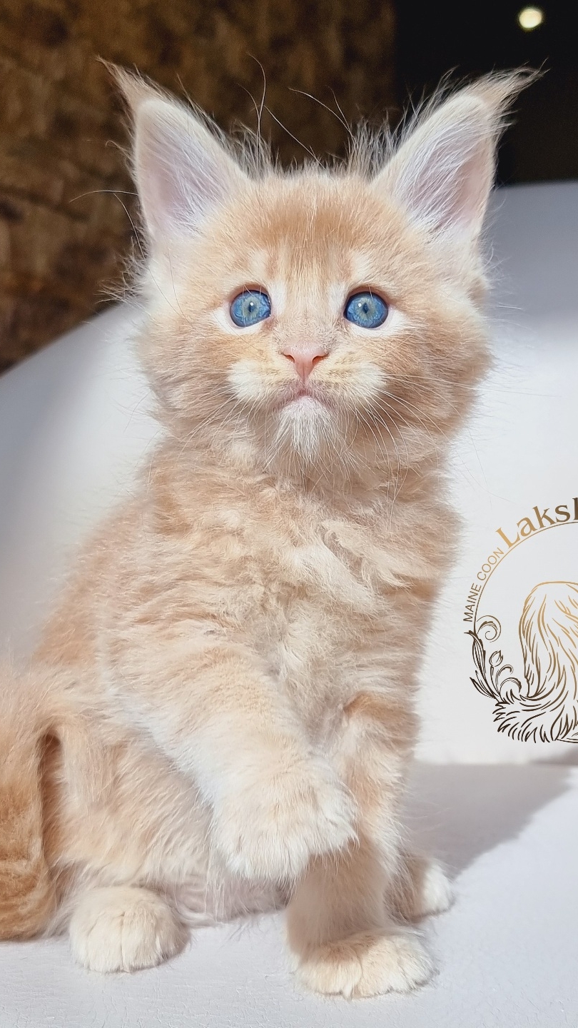 Urfin James Mos Lakshestar котенок мейн кун 1 месяц и 2 недели.