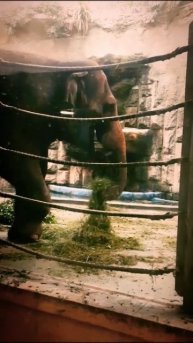 Слон ест нехотя сено