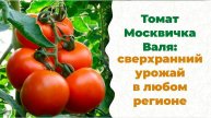Забудьте про рассаду! Томат для самых ленивых, с огромным урожаем!