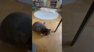 Кот любит сыр #cat #моякошка #веселыекоты
