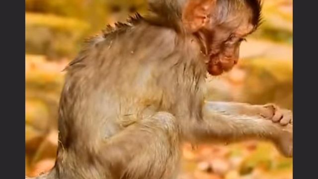 Как правило, макаки стараются... 1000004147.mp4