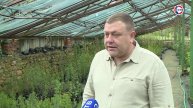 В Севастополе высадят около 30 тысяч саженцев хвойных растений