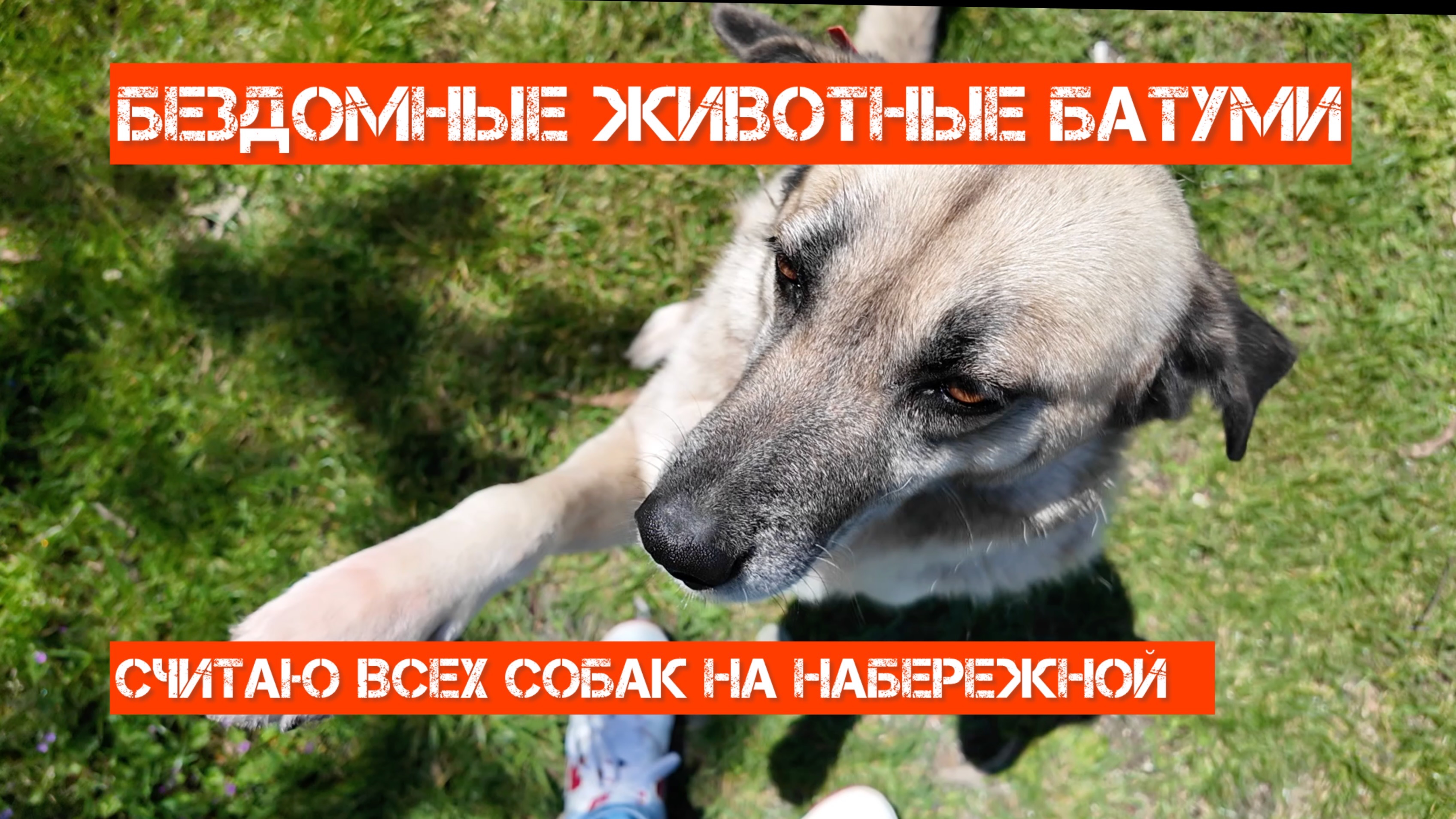 Считаю бездомных собак вдоль набережной Батуми. Жизнь уличных животных в Грузии.