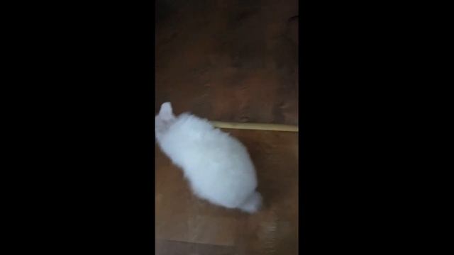 Мой новый домашний питомец кролик Снежок