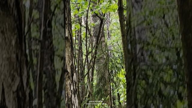 Белка 🌳🌲🐿️🌳🌲   06.05.2025