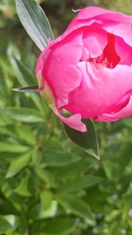 Пионы стоят в вазе 3 недели, совет🌺🌺🌺