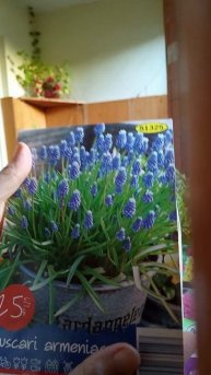 🌷Выращиваю луковичные в горшке и кашпо уже несколько