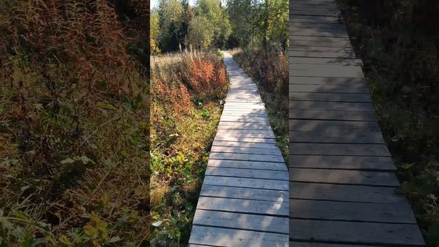 ПО МОЩЕНОМУ НАСТИЛУ ИДЁМ В КАМЕННЫЙ ГОРОД