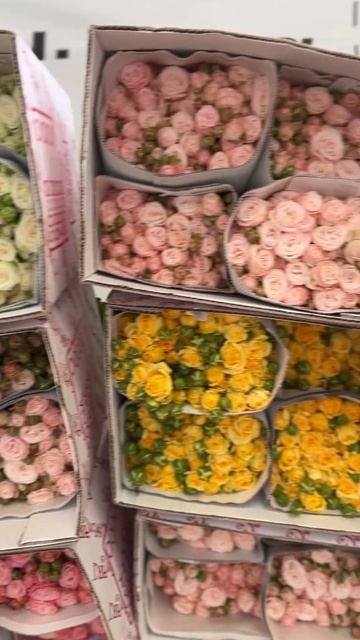 Роза кустовая из Армении