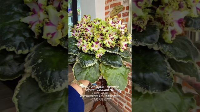 🐇❤️Восхитительный Лесной Царь такой эффектный и желанный для коллекционеров химерных сортов. Цветы