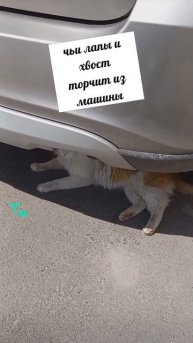 #котики #кошка #киса #домашниеживотные #кошки #пес #собакадругчеловека #собака #собаки #щенок #мимим
