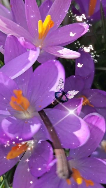 Nature. Красота на даче. Цветы и весна. #nature #красота #приро