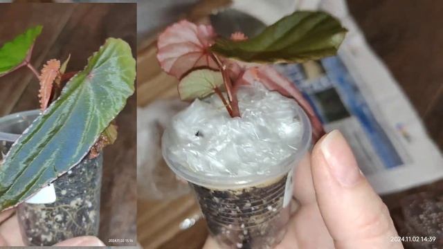 Распаковка двух посылок... мои первые бегонии 😍