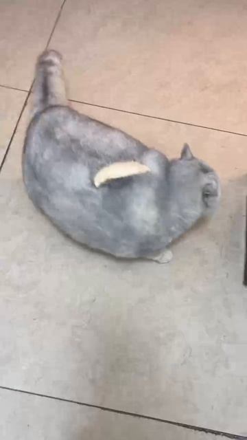 1000039530.mp4
