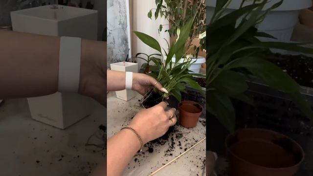 Пересадка в кашпо лечуза