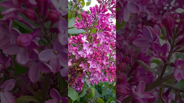 08-05-2025 8 Мая-День сирени
