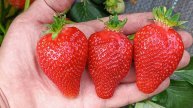 Продажа клубники провалилась! Машина сломалась, но я все равно заработал — реальный опыт