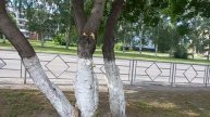 🌺АРОМАТ ПИОНОВ🌺КЕМЕРОВО ИЗ АВТОБУСА🌞