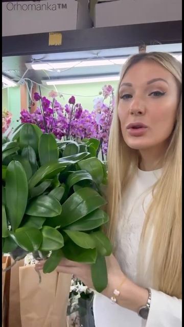 НАШ ТЕЛЕГРАМ КАНАЛ: @orhomanka #орхидеи #орхидея #orchid #фален?