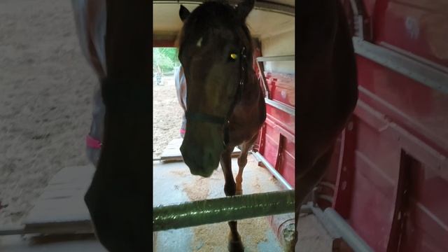 Лошадь сама заходит в автобус