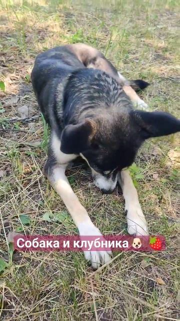 Герда ест клубнику #pet #animal #funnyanimal #funny #funnypet #dog #кайф